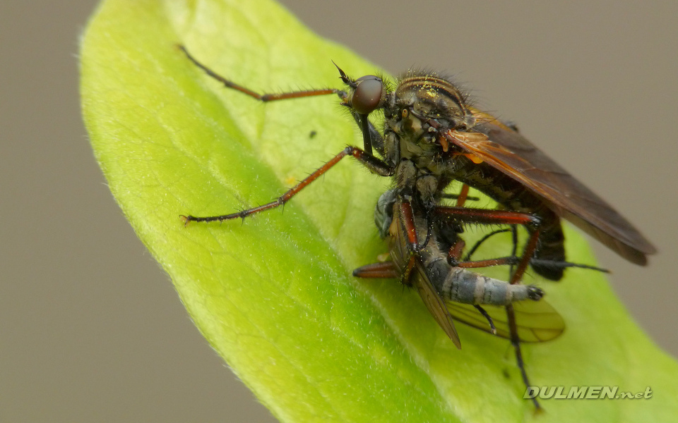 Large Dance Fly (Male, Empis tessellata)